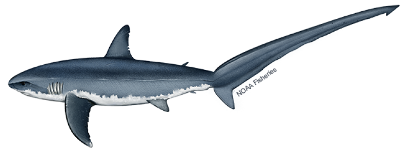 shark-png.png